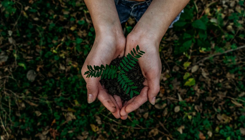 Image of a person's hands holding a sampling above a green forest ground